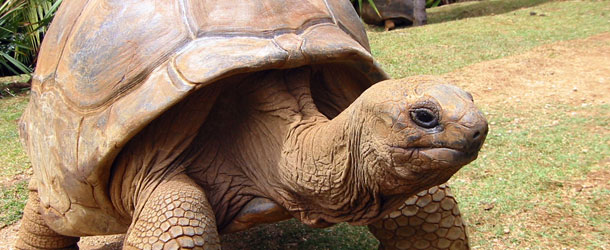 Exotická dovolená na Mauriciu